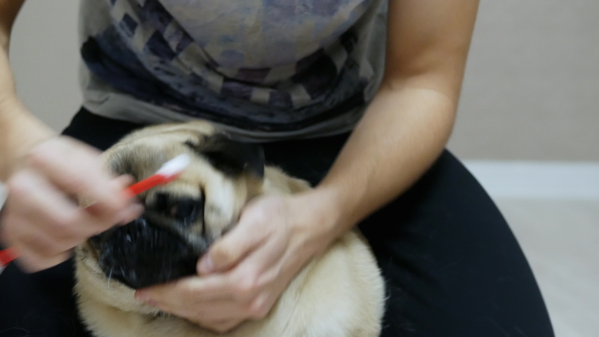 Surprised pug dog does not want to brush his teeth, turns his head away from the owner and the toothbrush Royalty-Free Stock Footage #1055784374