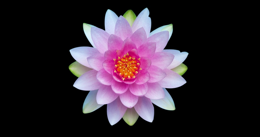 4k Time lapse of waterlily flower blossoming,alpha channel | Shutterstock HD Video #1055789294