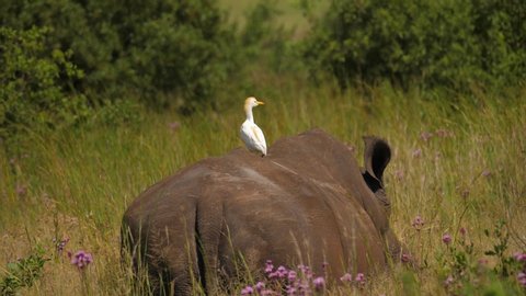 Rear view: Southern White Rhino with Cattle Egret on its back walks through long grass. Handheld, shallow focus