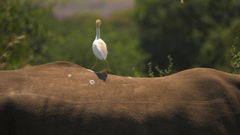 Cattle Egret surfs on back of Southern White Rhino. Tracking shot, shallow focus