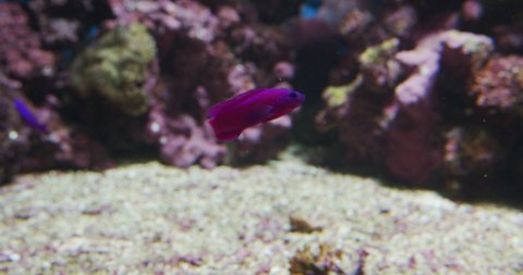 Wide Lockdown Shot Of Bright Purple Dottyback And Yellow Tang, Zebrasoma Flavescens Fish In Aquarium