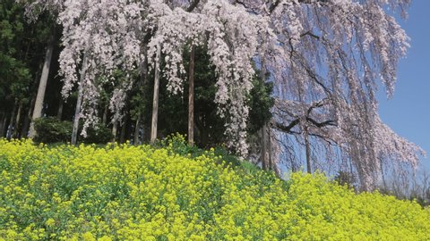 Wide angle tilt up shot of the Kassenba weeping cherry tree surrounded by yellow oilseed rapes, Nihonmatsu, Fukushima Prefecture, Japan