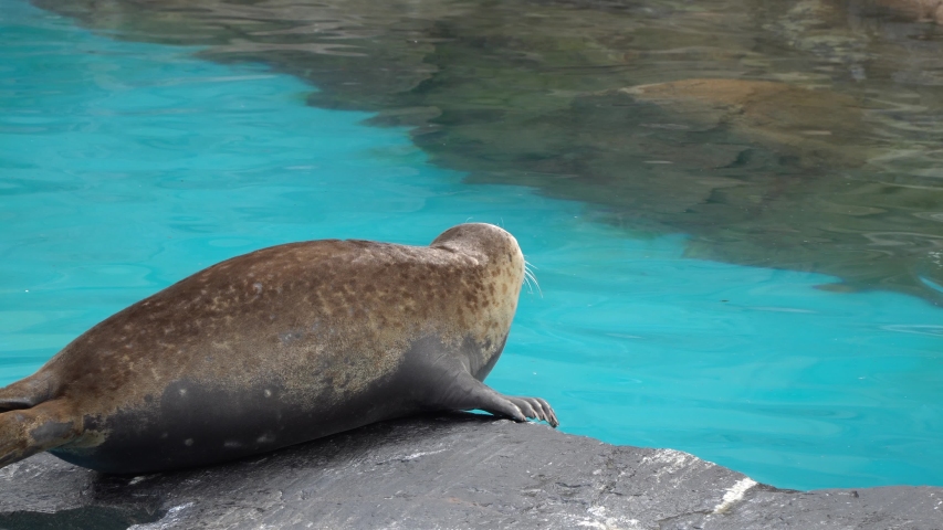 Harbor Seals rests on the rock  