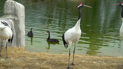 tree Red-crowned Crane Grus japonensis are standing near the green water lake on yellow grass in Autumn, black swans on background