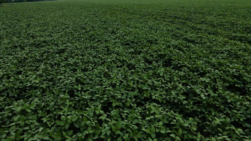 Flight over a soybean farm in Ukraine. Сloudy and rainy weather | Shutterstock HD Video #1055809742