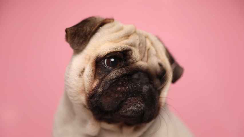 little pedigreed mops dog sitting against pink background and behind a screen that he repeatedly licks Royalty-Free Stock Footage #1055809943