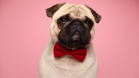 cute little pug dog slowly blinking, wearing a red bowtie, sitting and looking around on pink background