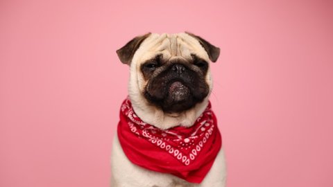 adorable little pug dog sitting against pink background, wearing a red bandana, looking around, licking his nose and yawning
