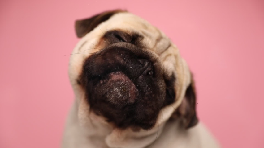 little adorable pug dog with fawn fur sitting and licking the screen in front of him on pink background Royalty-Free Stock Footage #1055809970