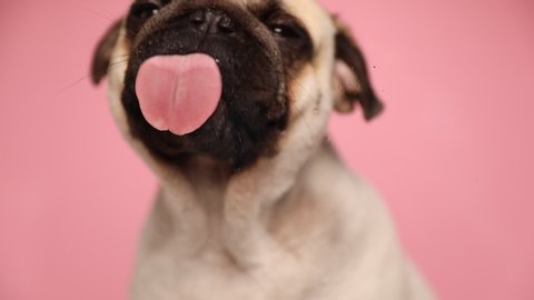little adorable pug dog with fawn fur sitting and licking the screen in front of him on pink background