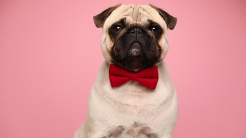 small sleepy pug dog wearing a red bowtie, blinking and looking around on pink background