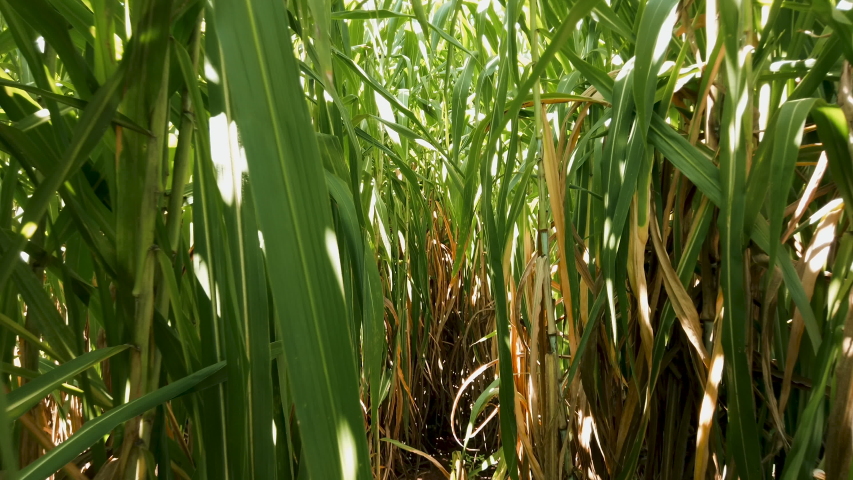 Walking among the sugar cane plantation in Brazil, zoom out. Royalty-Free Stock Footage #1055810609