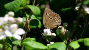 Close Up movie of Ringlet butterfly on on blackberry flowers. His Latin name is Aphantopus hyperantus.