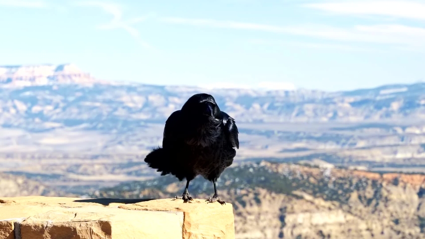 A stark black crow or raven standing on a rock pillar on a sunny winter day in Bryce Canyon National Park, Utah.