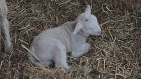 One Newborn Lamb Laying Down in Hay at Farm