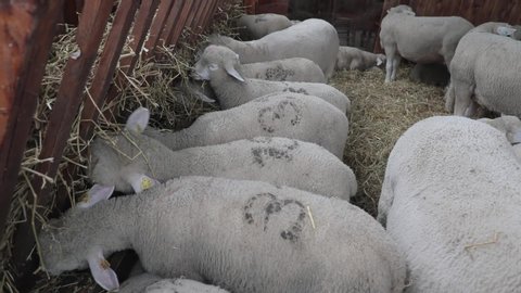 Sheep Eating Hay in Sheepfold at Animal Farm