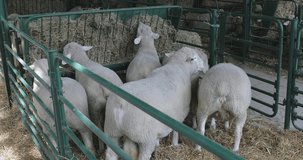 Sheep Eating Hay in Pen at Animal Farm