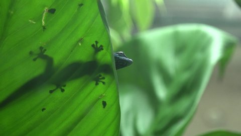 Elecrtic Blue Gecko, Lygodactylus williamsi, underside on leaf, Male, Critacally Endangered, 4K Adlı Stok Video