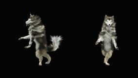 Dogs Dance, realistic CGI VFX, 3d rendering, Animation Loop,  composition 3d mapping cartoon, Included in the end of the clip With Alpha matte.