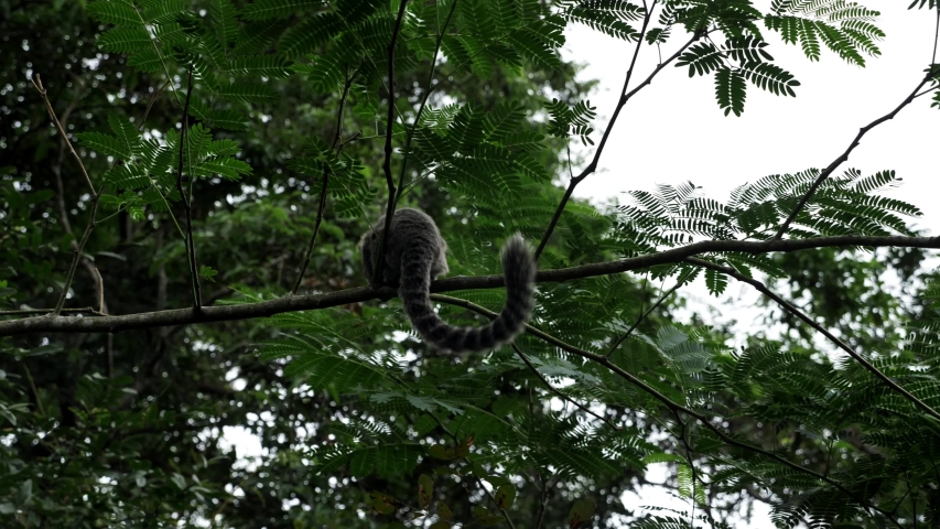 Monkeys climbing on the trees at Urca Rock In Rio De Janeiro Brazil.