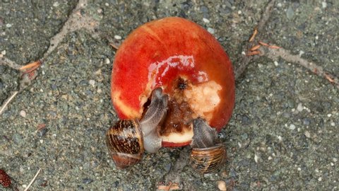 Two common garden snails eating an apple.