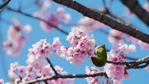 Close-up handheld footage of a warbling white-eye (Zosterops japonicus) also known as Japanese white-eye on a blossoming cherry tree, Tokyo, Japan