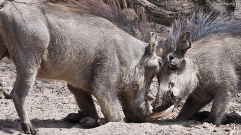 Male Warthogs Play Fighting On The Waterhole In Botswana, South Africa - wide shot