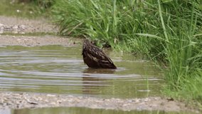 Corncrake (Crex Crex) bathes in a puddle of water and that's why bird conservation areas so important