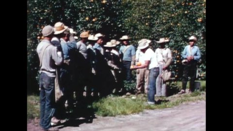 CIRCA 1970s - Mexican orange pickers arrive by truck to their work site, and are given instructions by the foreman in the 1970s in California.