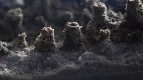 Midge larva , Chironomus larva in its muddy den,  underwater,  