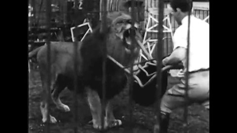 CIRCA 1950s - A lion tamer whips lions and tigers in a cage, in 1950.