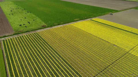 WS AERIAL POV Blossoming tulip fields and cattle grazing in pasture in polders in spring / Urk, Flevoland, Netherlands
