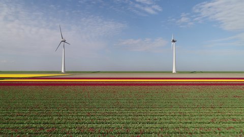 WS AERIAL POV Blossoming tulip fields and wind turbines in polders in spring / Urk, Flevoland, Netherlands