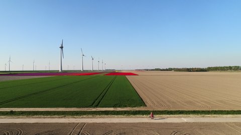 WS AERIAL POV TS Girl cycling along blossoming tulip fields and wind turbines in polders in spring / Urk, Flevoland, Netherlands