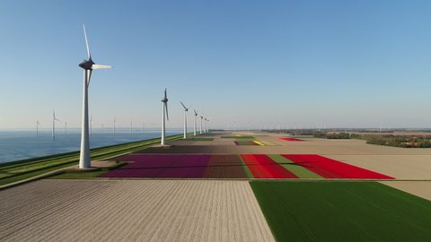 WS AERIAL POV PAN Blossoming tulip fields and wind turbines in polders in spring / Urk, Flevoland, Netherlands