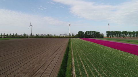 WS AERIAL POV Blossoming tulip fields and wind turbines in polders in spring / Urk, Flevoland, Netherlands
