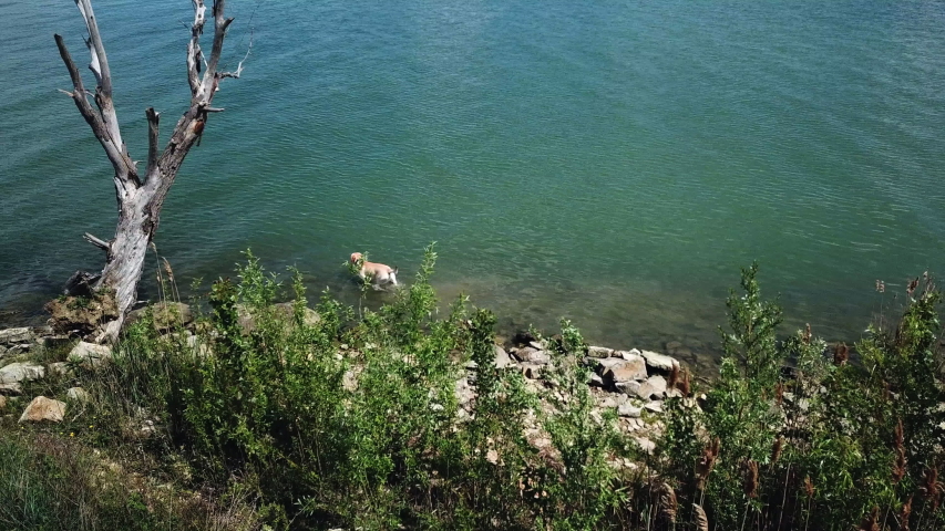 Aerial drone footage of dog standing in a lake in Umbria, Italy.