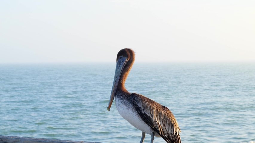 Close up clip of a brown pelican, Pelecanus occidentalis, standing on the railing of an ocean pier at sunset.