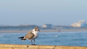Beautiful seagull on a wooden railing looks around and spreads wings to begin dive down to water, with background of sea waves and beach shoreline, in slow motion hand held clip.