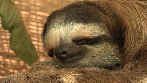 Closeup of a beautiful sloth in a sanctuary in Costa Rica. Sleeping peacefully.