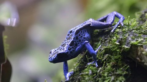 Blue Poison Dart Frog, Dyeing Poison Dart Frog On A Mossy Rock With Blurry Background. - sliding shot