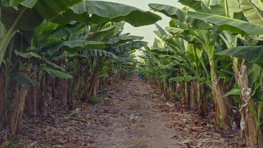 Banana Plantation Aerial Ground Level の動画素材 ロイヤリティフリー Shutterstock