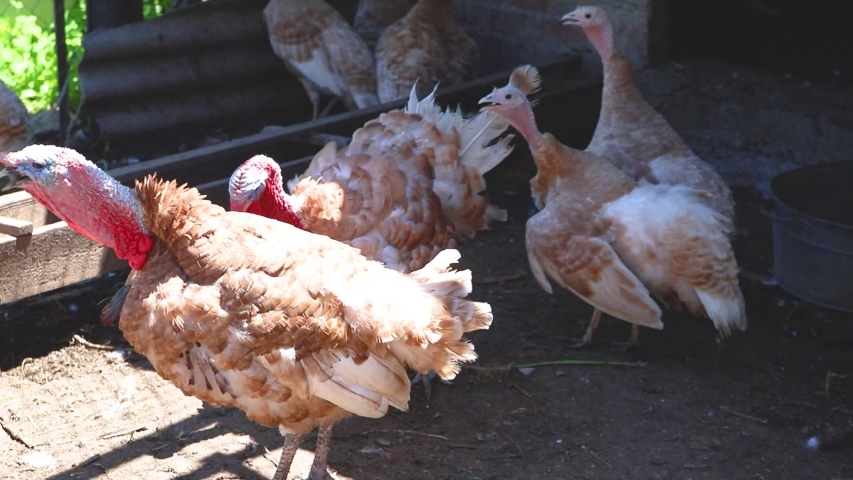 Two turkeys walking in the yard. Countryside.
