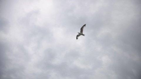 Beautiful Bird Dives Into The Sea And Catches Fish On A Cloudy Day - Tilt Down Shot