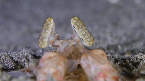 Giant Spearing Mantis shrimp hunting at night