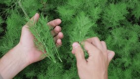male hands picking fresh dill, close up. authentic video, organic farming. dill plants in the garden. small local produce, fresh harvest. green herbs, healthy eating.