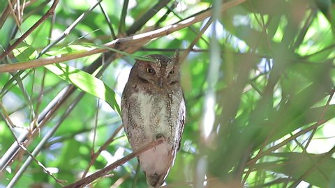 Oriental scops owl (Otus sunia) is a species of scops owl found in eastern and southern Asia 