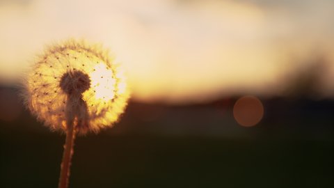 MACRO, LENS FLARE, DOF, COPY SPACE: Evening breeze blows soft white seeds off a dandelion blossom at sunset. Fluffy dandelion bulb gets swept away by morning wind blowing across sunlit countryside.
