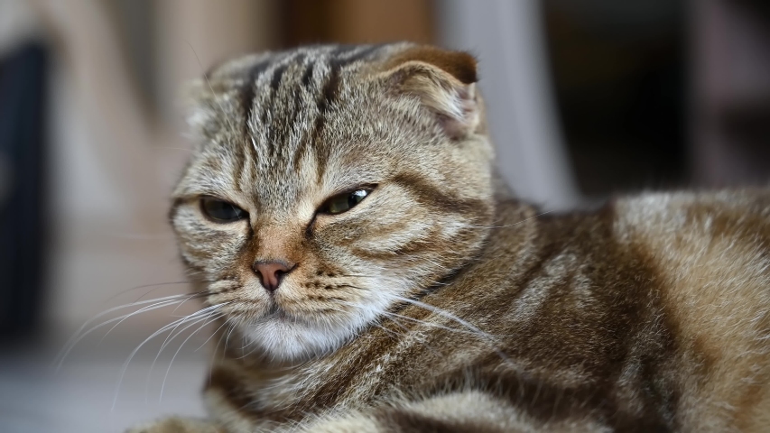 Close up portrait of a young scottish fold cat. Cat lies on the floor in the living room.