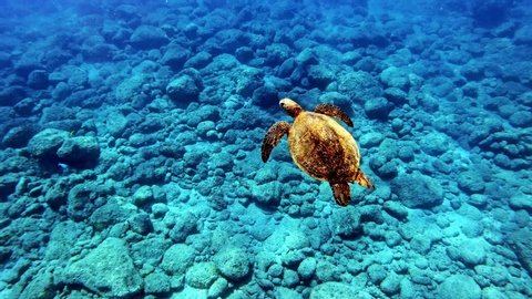 Juvenile Green Sea Turtle Swims Over The Rocks On The Bottom Of The Blue Ocean With Rays Of Sunlight. - medium shot Video de stock